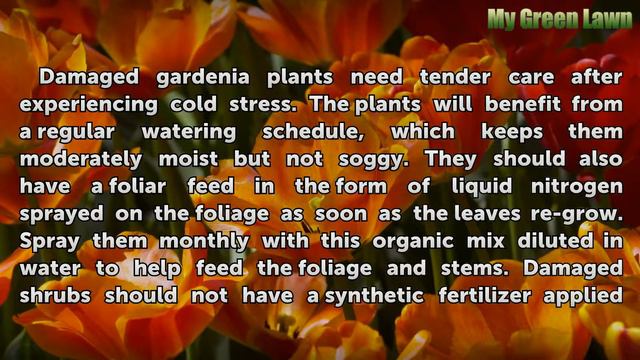 Help for a Gardenia With Frost Damage смотреть онлайн