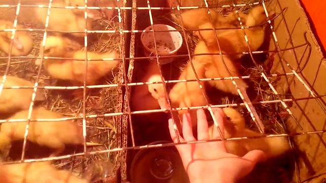 Утка Пекинка 8 день