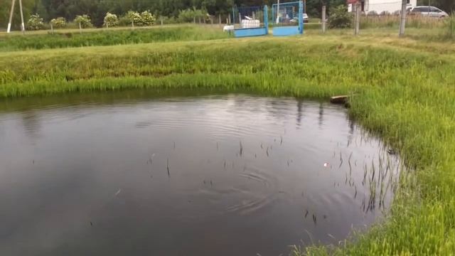 #2) Ловля трофейного сома. База отдыха-Рыбное хозяйство "Щарка". Первый бой смотреть онлайн