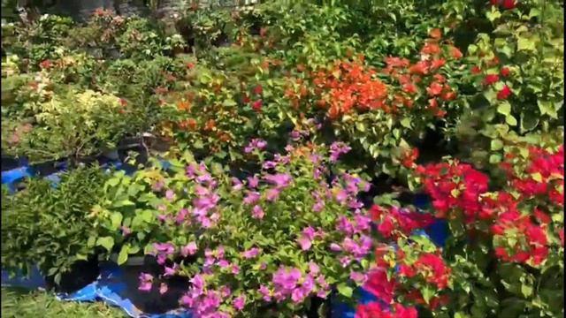 WELL DECORATED BOUGAINVILLEA NURSERY|Episode 25 смотреть онлайн