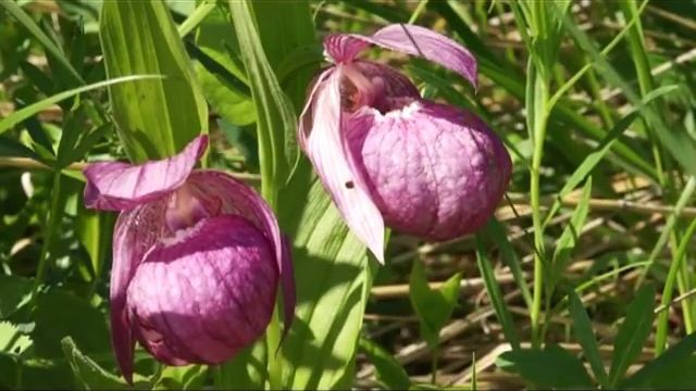 Тигирекский заповедник смотреть онлайн