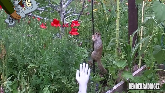 Топ мега смешные приколы с животными 2015