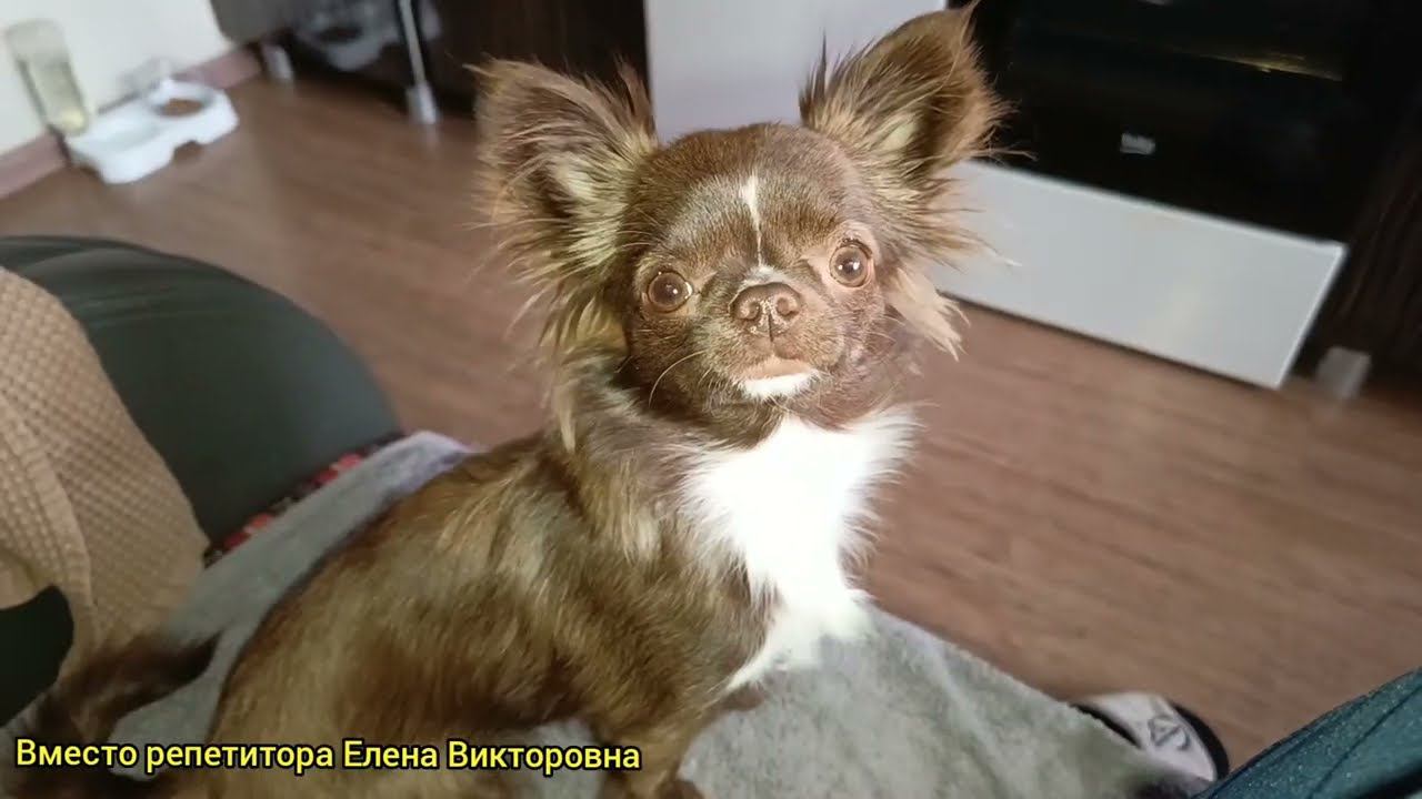 Взяла домой тетрадки первоклассников для проверки смотреть онлайн