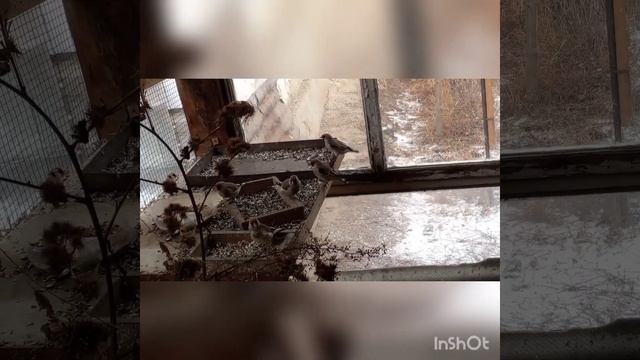 Щеглы. Щеглы в вольере. Кормление щеглов.