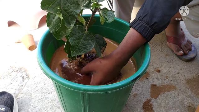 How to report hibiscus to remove basket.. смотреть онлайн
