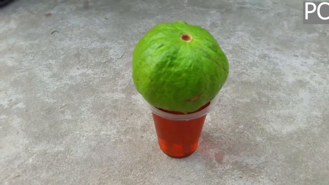 Очень уникальный способ выращивания дерева гуавы из гуавы смотреть онлайн