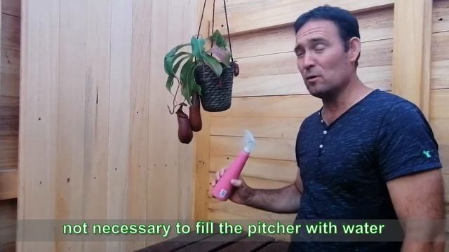 Nepenthes Monkey Jar T.v.  Introducing N.ventricosa X Robcantleyi   ... S1E2