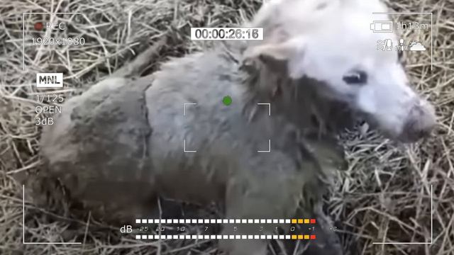 The dog was DROWNING in the SWARM and howling for help.. Just look who came to the rescue! смотреть онлайн