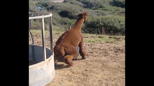 Llama mating Pig - Amazing animal mating with other animals