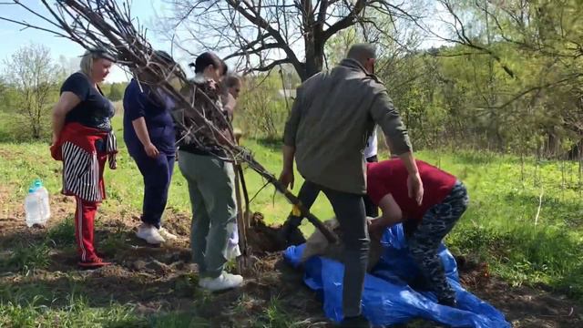 «Лес победы» в д. Дубечино, май 2023г. смотреть онлайн