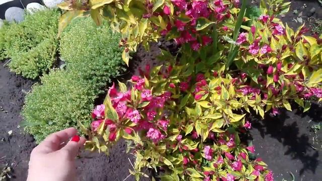 #прогулка#мамаматильда Мой цветущий клематис. Клумбы перед домом. смотреть онлайн
