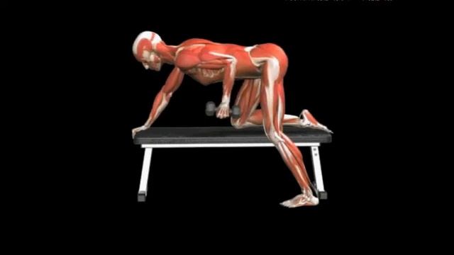 Разгибание трицепсов с гантелью в наклоне Triceps Kickback Dumbbell смотреть онлайн