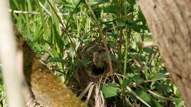 Пеночка Теньковка 170504 3 у Тупикина колодца 4