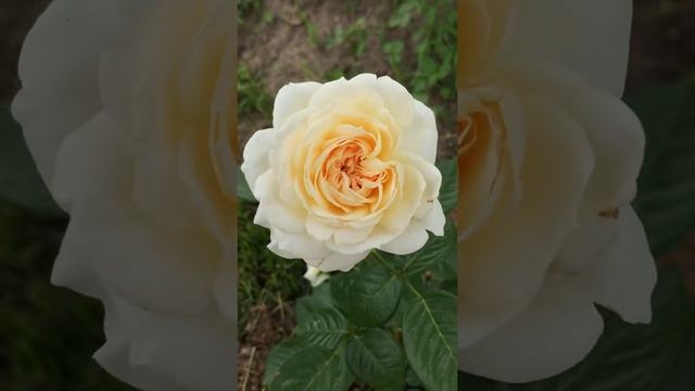 Mon Jardin et Ma Maison ?Мон Жарден France, 1998 ♥️ смотреть онлайн