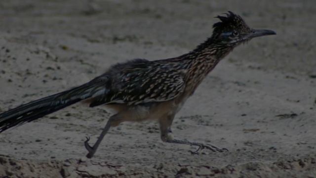 Долина смерти, Национальный парк. Едем в Калифорнию День 2. смотреть онлайн