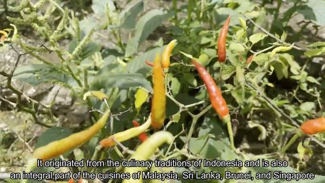 LOMBOK (CHILI / CHILI PEPPER) #SUMBA #INDONESIA #52 смотреть онлайн