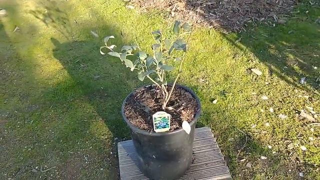 New Pluot Tree and other Additions (January 13, 2020) смотреть онлайн