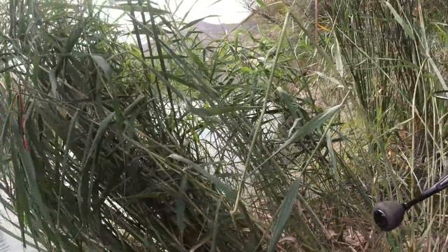 Arka Arkaya Trofe BALIK AVI.BÜYÜK SAZAN AVI.Şamandıralı Olta İle Irmakta Balık Nasıl Tutulur.#84