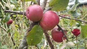 ☼Сорт яблок Уэлси.