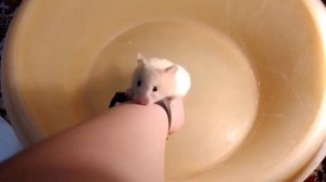 Как приручить к рукам сирийского хомяка