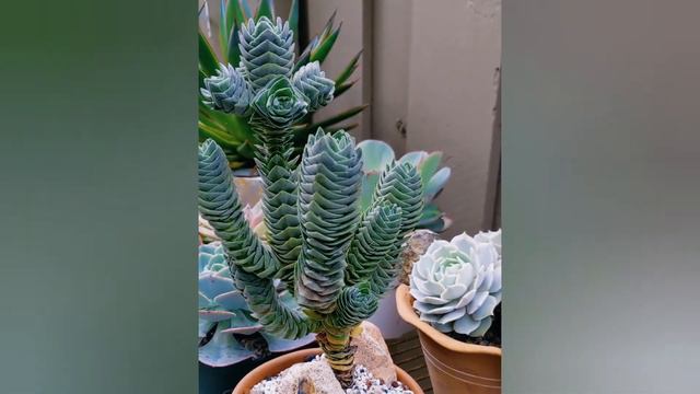 Crassula Buddha's Temple смотреть онлайн