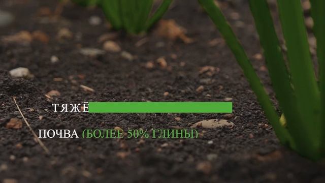 Видеообзоры от ЮгРАС: АФ «Прогресс» о гибридах сахарной свёклы KWS смотреть онлайн