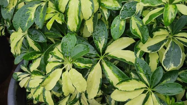 Beautiful and Colourful Leaves Plants for Home & Office | Decorative Leaf Plants |🌱 смотреть онлайн