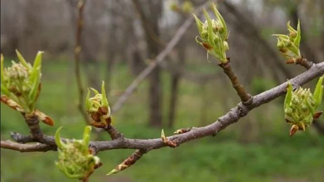 Чем подкормить грушу весной смотреть онлайн