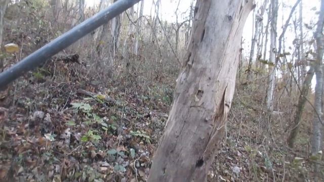 17 HM2 Afternoon squirrel hunt 2 Nov 2023 смотреть онлайн