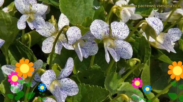 Виола сестринская Фриклис. Краткий обзор, описание viola sororia = papilionaceae Freckles смотреть онлайн