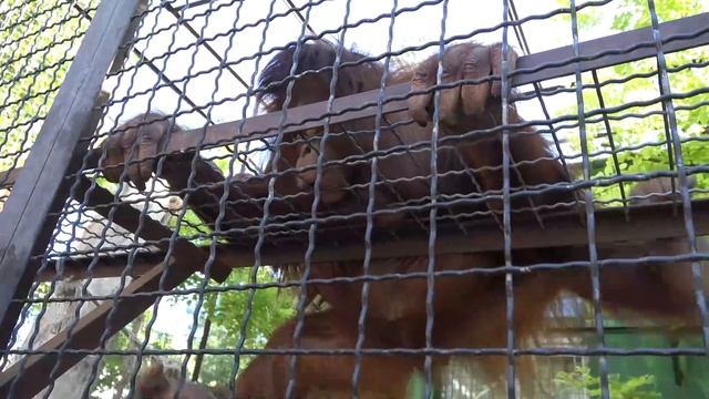 Орангутан Дана любит обнимашки и акробатические трюки! Orangutan Dana. Taigan. Safari Park. Crimea