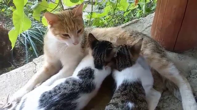 #кошки,#котята, Мама кошка и котята. смотреть онлайн