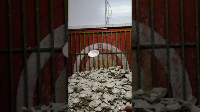 бью тарелку