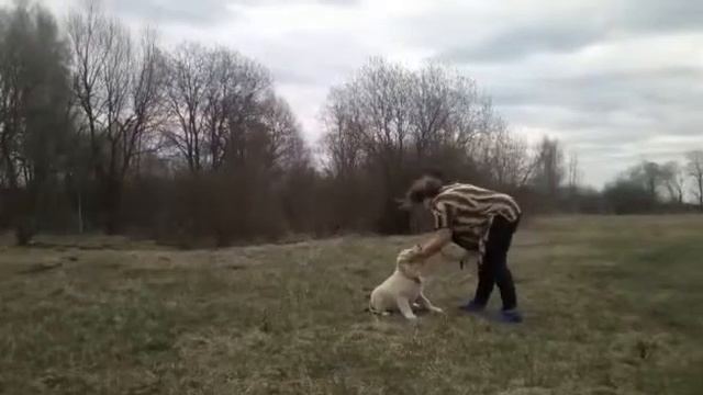 Щенок среднеазиатской овчарки, девочка смотреть онлайн