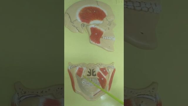 Жевательные мышцы смотреть онлайн