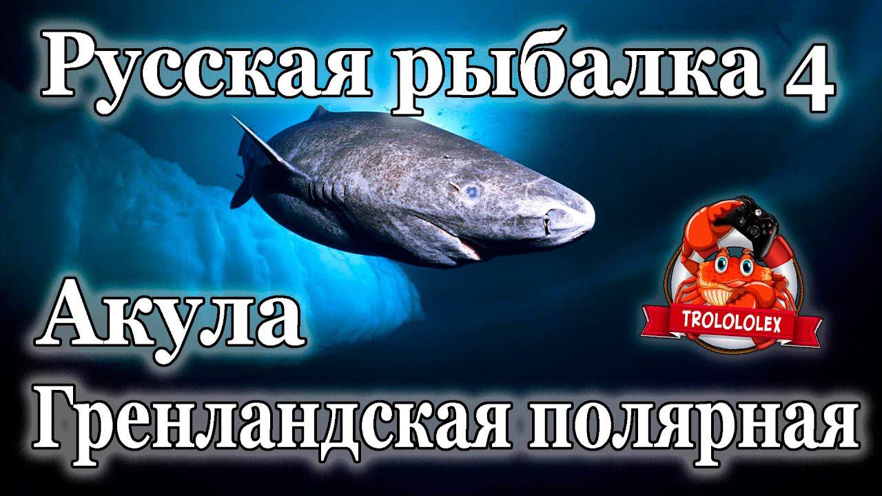 Русская рыбалка 4 Фарм на норвежском море Акула гренландская полярная смотреть онлайн