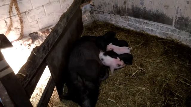 Поросята после кастрации. Грыжа смотреть онлайн