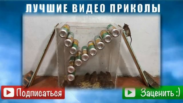 Самые Лучшие Мышеловки //Супер Мышеловка Ловушка для Мышей. Мыши в Ловушке . смотреть онлайн