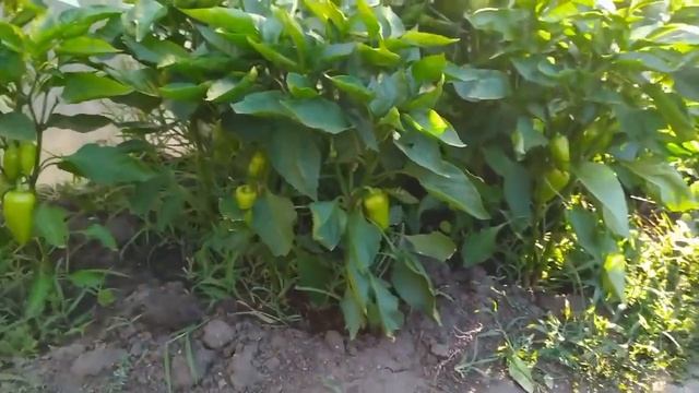 на такой грядке всегда будет хороший урожай Перца Томата Огурца без удобрений и подкормок смотреть онлайн