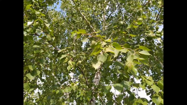 8 июля. Народный праздник ДЕНЬ ПЕТРА и ФЕВРОНИИ. Традиции. Приметы смотреть онлайн