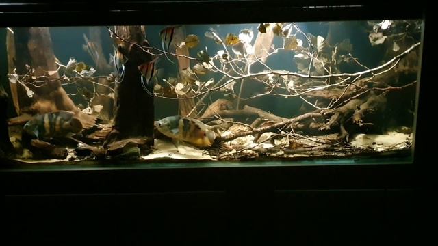 B3 habitat theme aquarium - Flooded forest - Astronotus crassipinnis Pterophyllum scalare смотреть онлайн