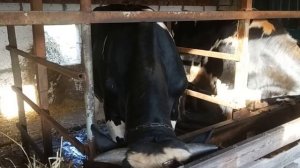 Сдал быка/Сколько можно заработать на быках