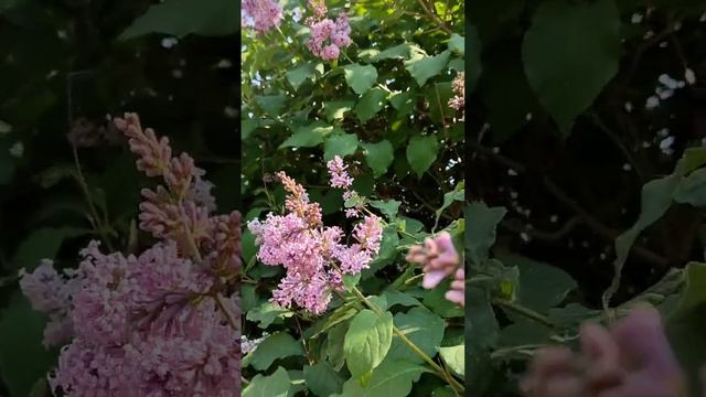 Санкт-Петербург 💖💖💖 Нежная сирень 🌸🌸🌸 смотреть онлайн