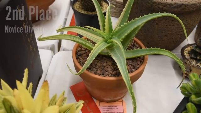 TORCH ALOE - Aloe arborescens f variegata смотреть онлайн