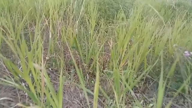 Медитация Прощения, текст читает Елена Лягова смотреть онлайн