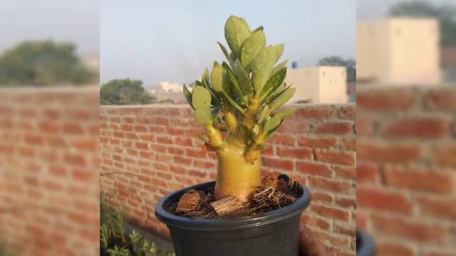 #adenium Arabicum different varieties смотреть онлайн