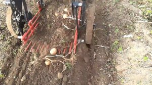 Картофелекопалка и мотоблок Ока . Копаем картофель.