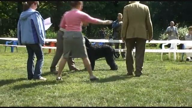 DogStatus.ru: День ризеншнауцера-2010 смотреть онлайн
