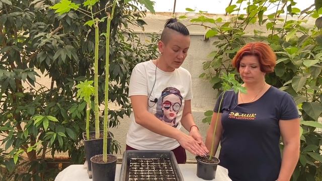 Папайя. Выращиваем дома смотреть онлайн