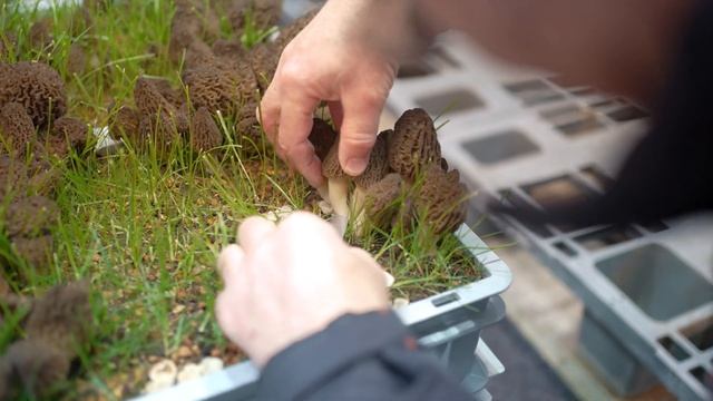 Part 1: Breaking Yield Records - Indoor Cultivated Morel Mushrooms Harvested in January 2023 смотреть онлайн